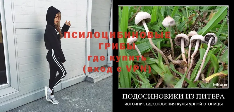 где продают   Нальчик  Галлюциногенные грибы Magic Shrooms 